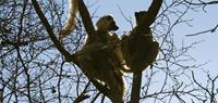 Madagascar holidays: see lemurs with World Expeditions